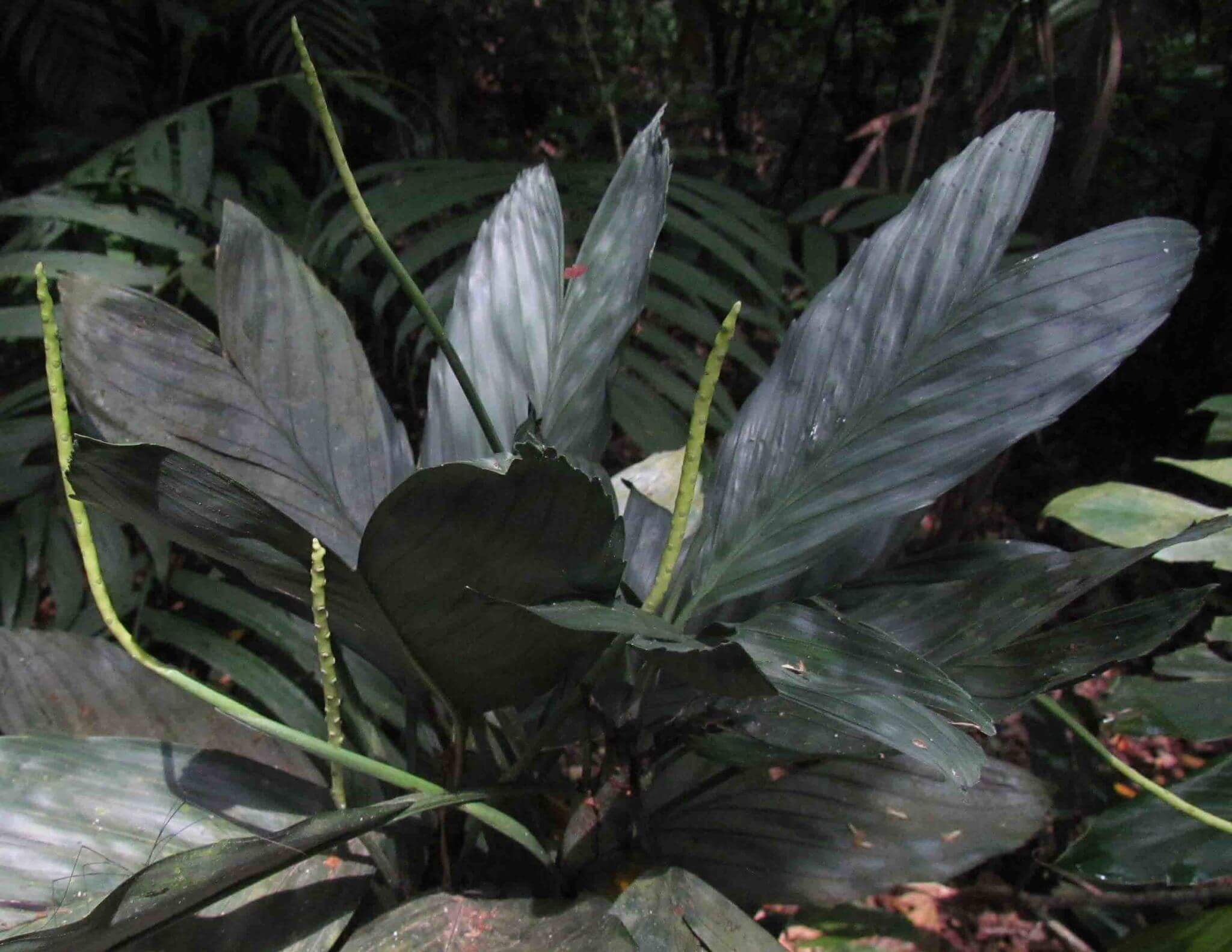 Chamaedorea metallica
